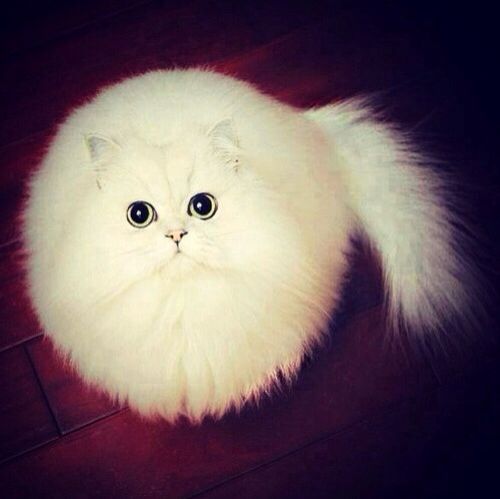 White cat fluffy fat cat