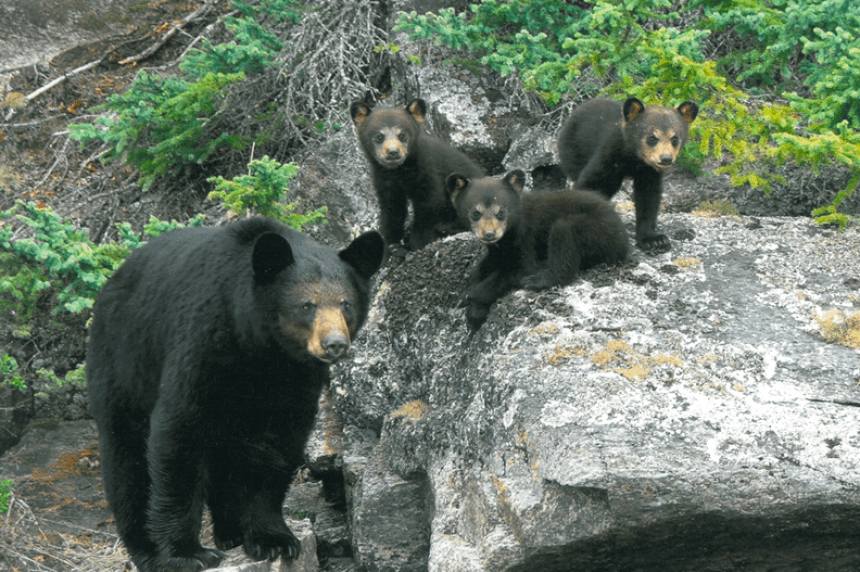 Living with Black Bears: Safety Tips for Saskatchewan Residents (2026)