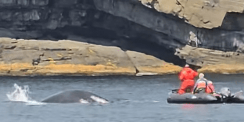Whale Release Group Frees Humpback Tangled in Fishing Gear in Trinity Bay (2026)