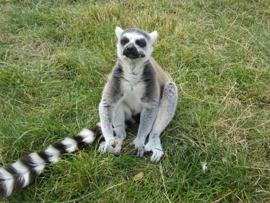 Love Animals Why Not Head To Reaseheath S Mini Zoo In Nantwich - 4K Vintage Patterns for Desktop