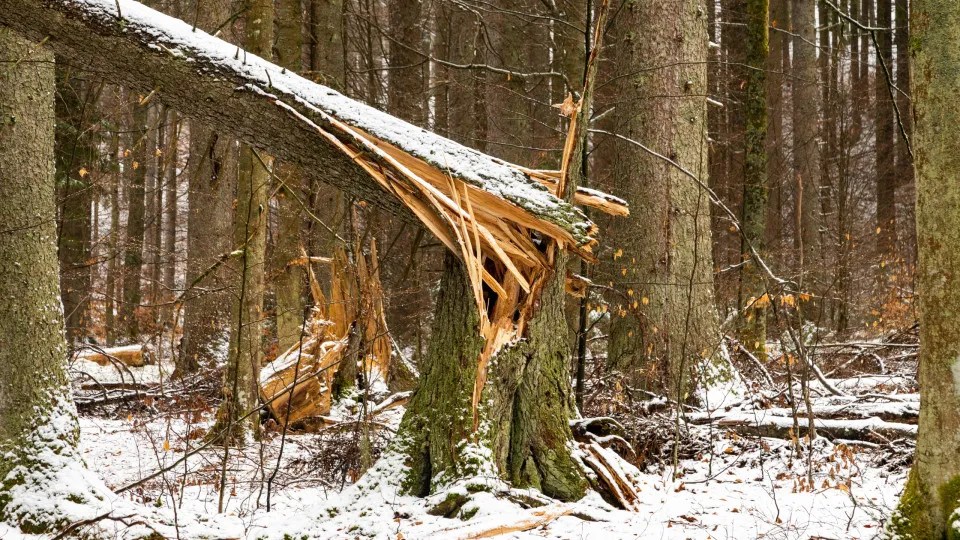 Can Severe Cold Cause Exploding Trees