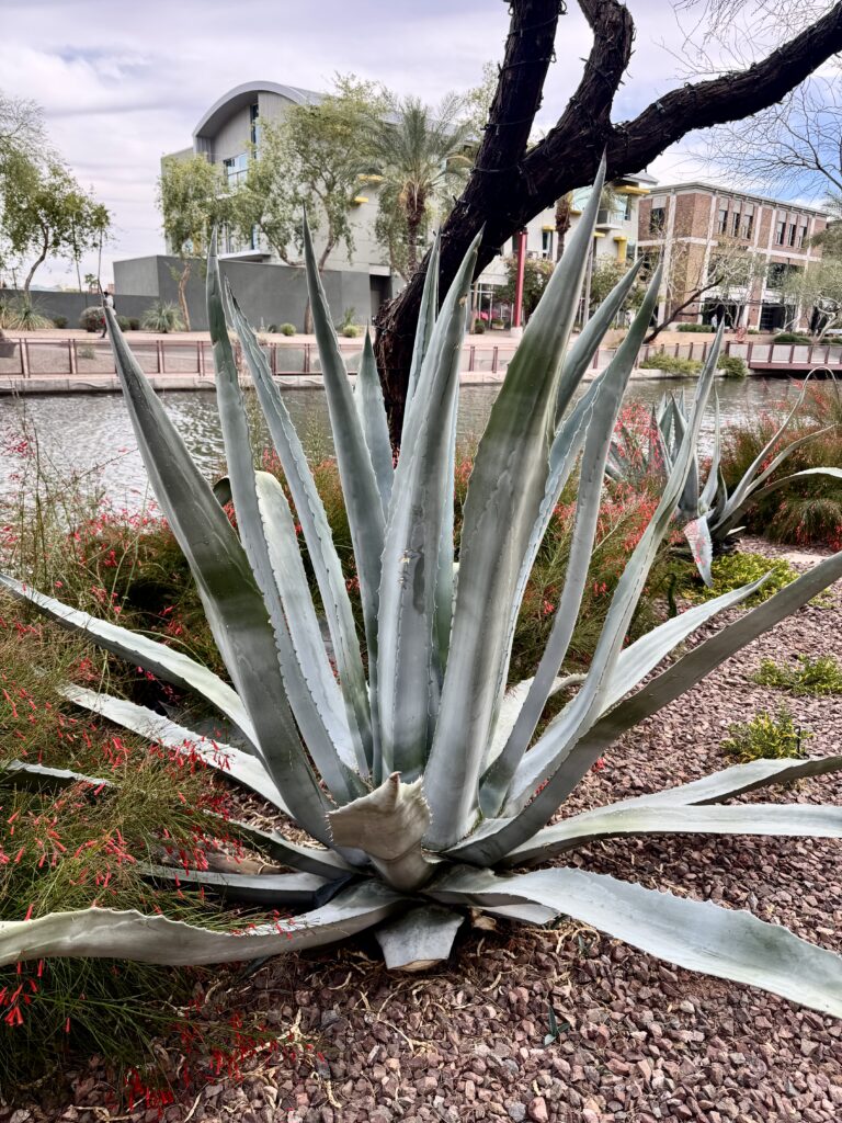 Old Town Scottsdale, Old Town Scottsdale, Arizona: A Retro-Cool Desert Escape