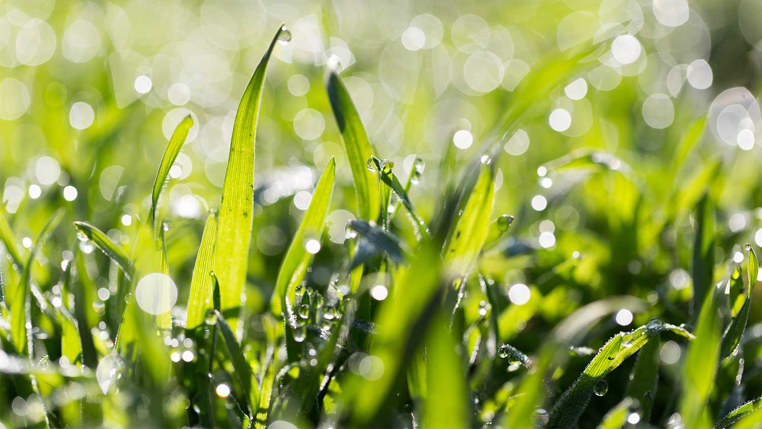 Can you mow wet grass? 7 reasons why you should not
