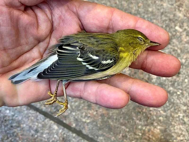 Blue Jay Audubon Field Guide - Classic Full HD Geometric Illustrations | Free Download