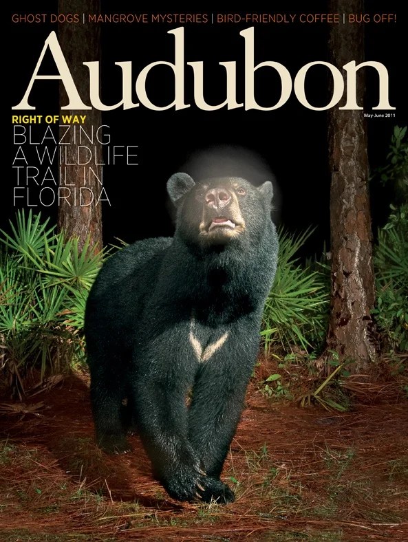 July August 2011 Audubon - High Quality Full HD City Patterns | Free Download
