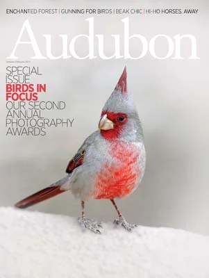 July August 2011 Audubon - Light Art Collection - Retina Quality