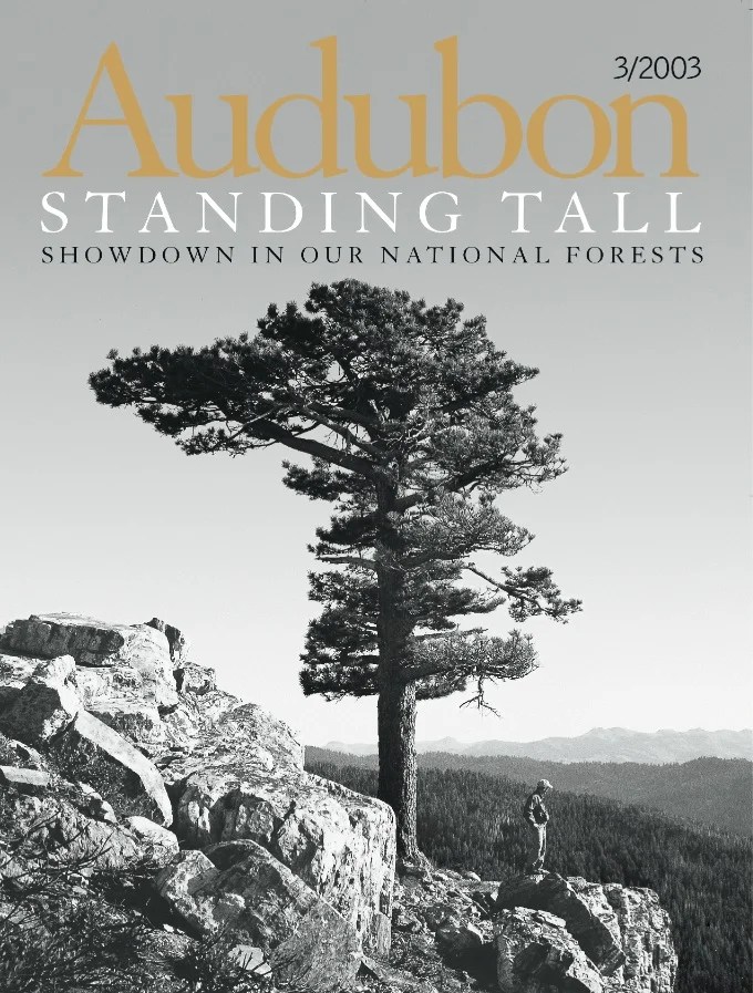 March 2003 - Best Geometric Textures in Mobile