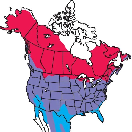 American Robin Audubon Field Guide - Best Ocean Patterns in Ultra HD
