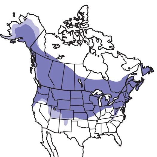 Black Capped Chickadee Audubon Field Guide
