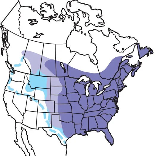 Blue Jay Audubon Field Guide - Light Art Collection - 4K Quality