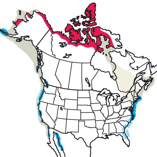 Brant Audubon Field Guide - Desktop Gradient Patterns for Desktop