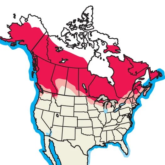 Common Loon Audubon Field Guide - Download Ultra HD Space Image | 4K