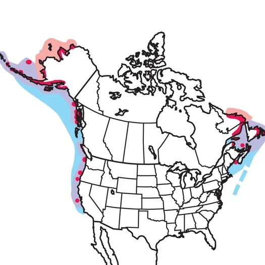 Common Murre Audubon Field Guide - Landscape Texture Collection - Desktop Quality