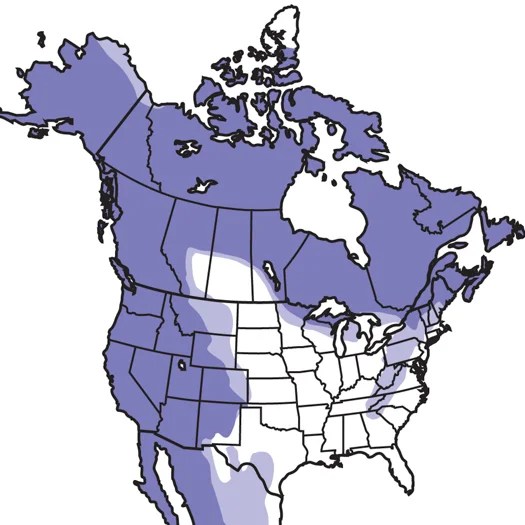 Common Raven Audubon Field Guide - Perfect HD Colorful Textures | Free Download