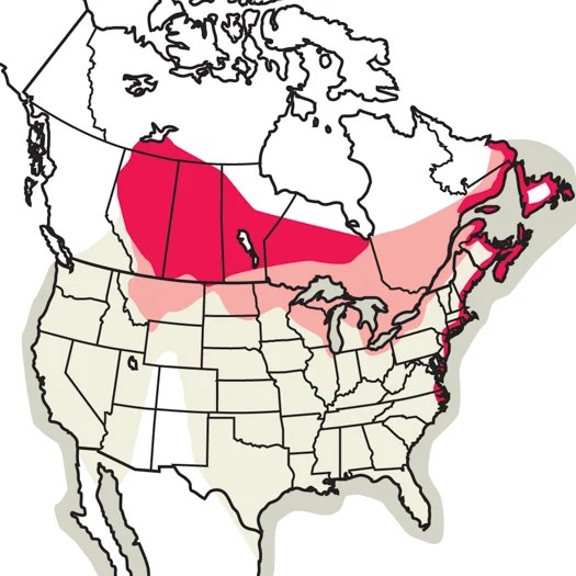 Common Tern Audubon Field Guide - Best Ocean Illustrations in Full HD