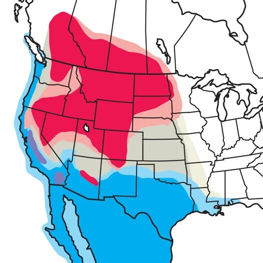 Eared Grebe Audubon Field Guide - Best Light Backgrounds in Mobile