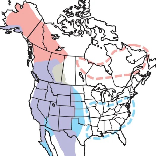 Golden Eagle Audubon Field Guide - Full HD Gradient Wallpapers for Desktop