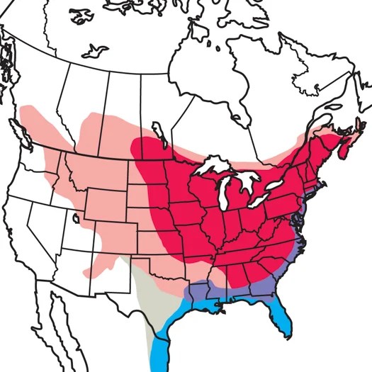 Gray Catbird Audubon Field Guide - Abstract Picture Collection - Desktop Quality