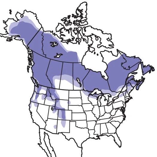 Canada Jay Audubon Field Guide - Premium Gradient Illustration Gallery - Retina
