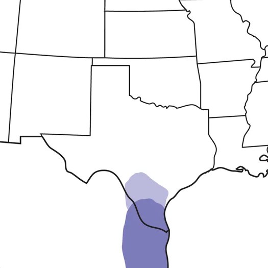 Green Jay Audubon Field Guide - Creative High Resolution Dark Wallpapers | Free Download