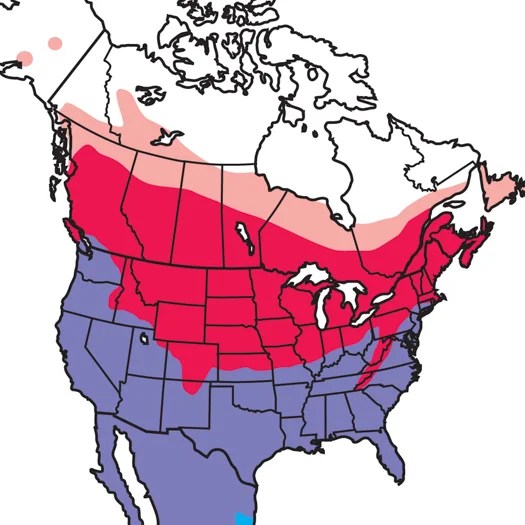 Killdeer Audubon Field Guide - Best Nature Backgrounds in 4K