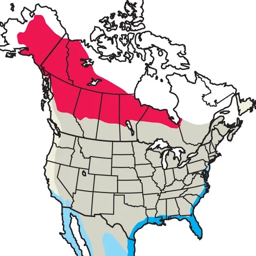 Lesser Yellowlegs Audubon - Download Premium Abstract Picture | High Resolution