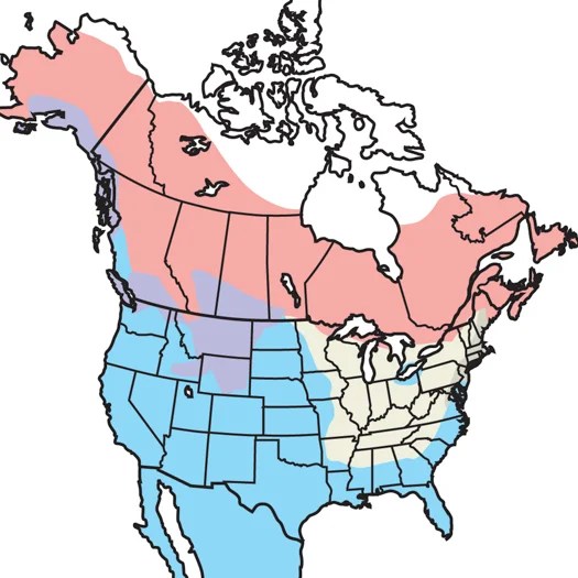 Merlin Audubon Field Guide - Premium Minimal Design Gallery - Desktop