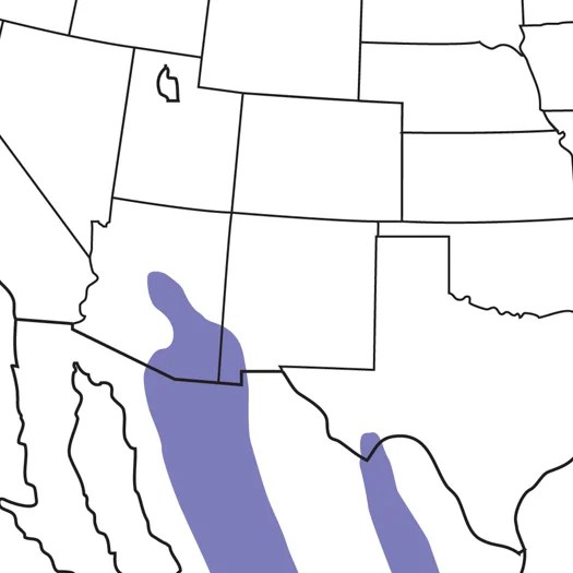 Mexican Jay Audubon Field Guide - Best Light Photos in Ultra HD