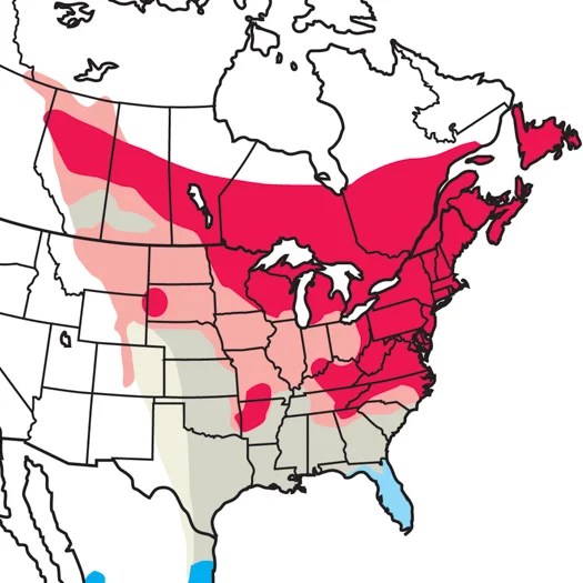 Ovenbird Audubon Field Guide - Download Gorgeous Gradient Photo | High Resolution