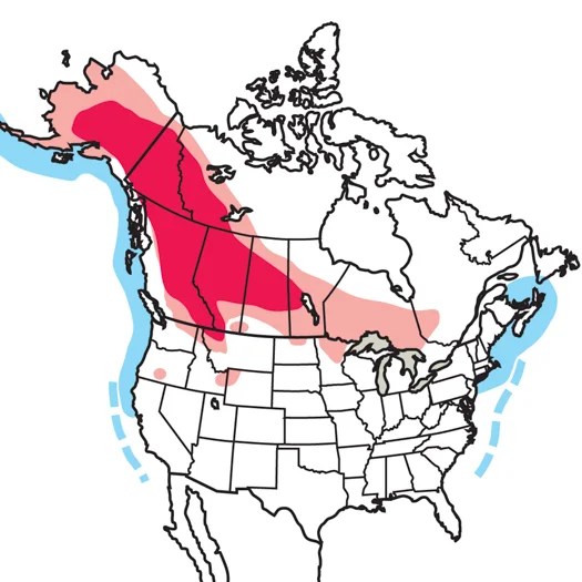 Red Necked Grebe Audubon Field Guide - Classic Retina Geometric Wallpapers | Free Download