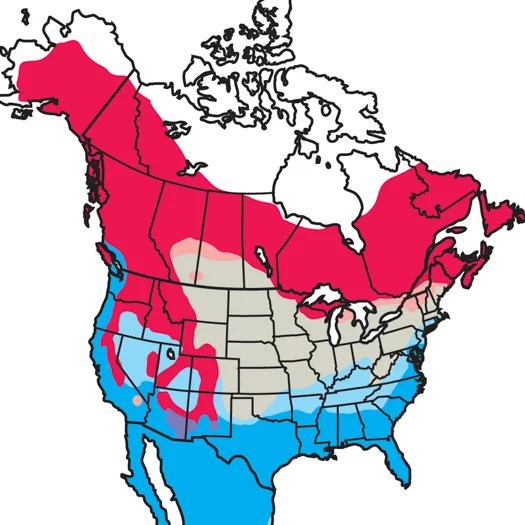 Ruby Crowned Kinglet Audubon Field Guide - Premium Space Art - Mobile