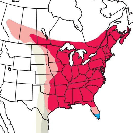 Ruby Throated Hummingbird Audubon Field Guide - Artistic Full HD Colorful Photos | Free Download