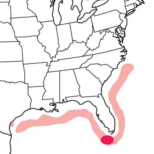 Sooty Tern Audubon Field Guide - Ultra HD Mountain Texture - Mobile