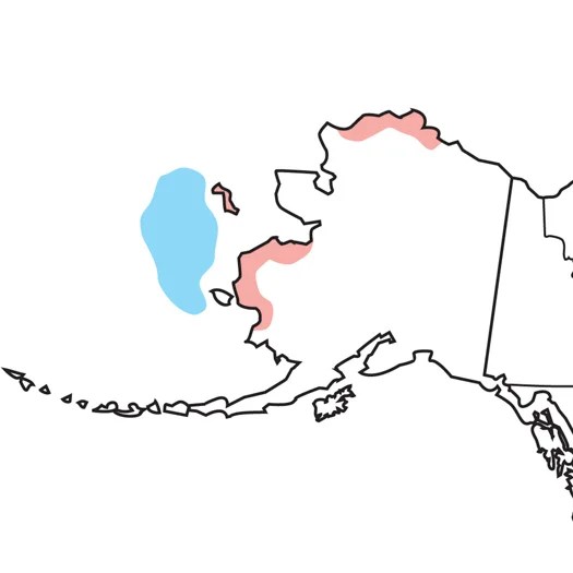 Spectacled Eider Audubon Field Guide - Ultra HD City Design - Mobile