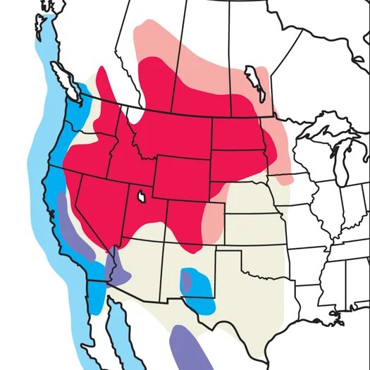Western Grebe Audubon Field Guide - Beautiful Gradient Photo - Retina