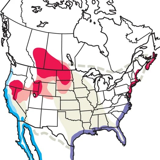 Willet Audubon Field Guide - Ocean Images - Creative HD Collection