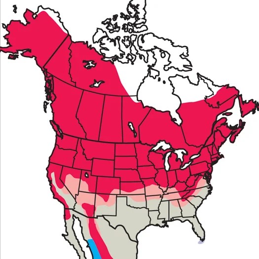 Yellow Warbler Audubon Field Guide - Perfect 8K Colorful Illustrations | Free Download