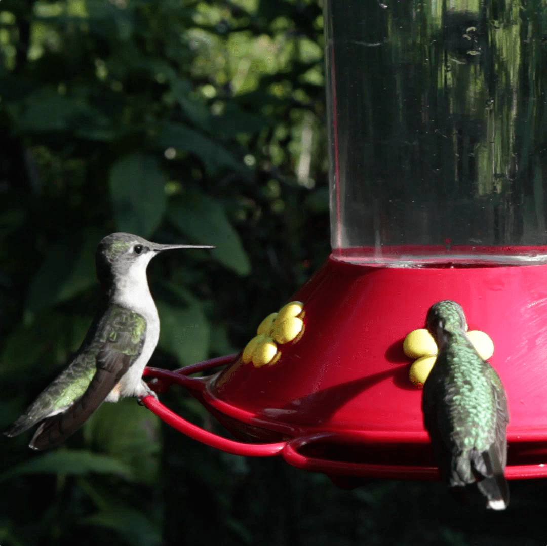 About David Allen Sibley Audubon