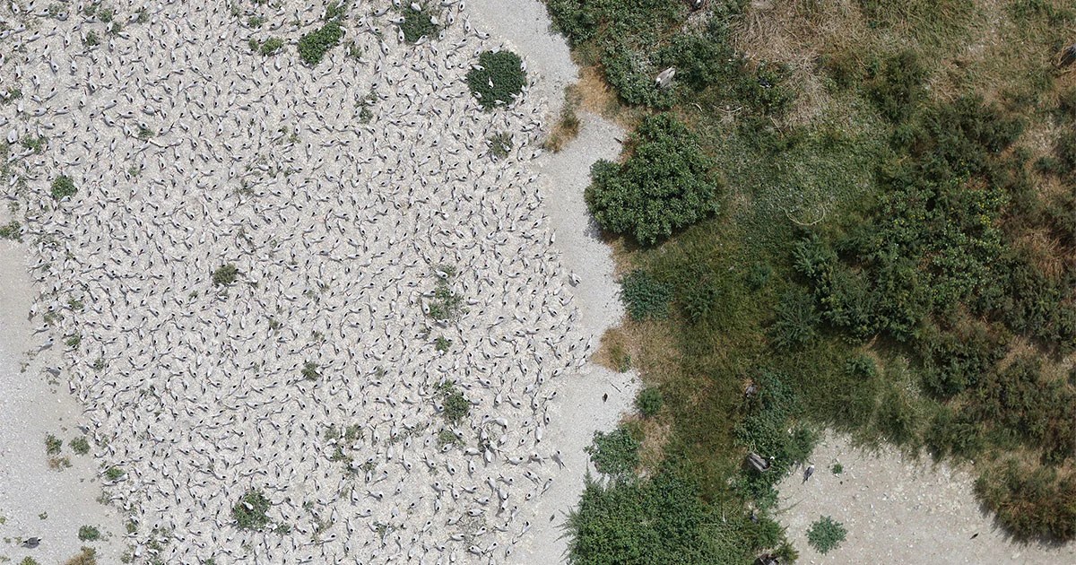 How Will Drones Affect Birds Audubon - Gorgeous Space Image - 4K