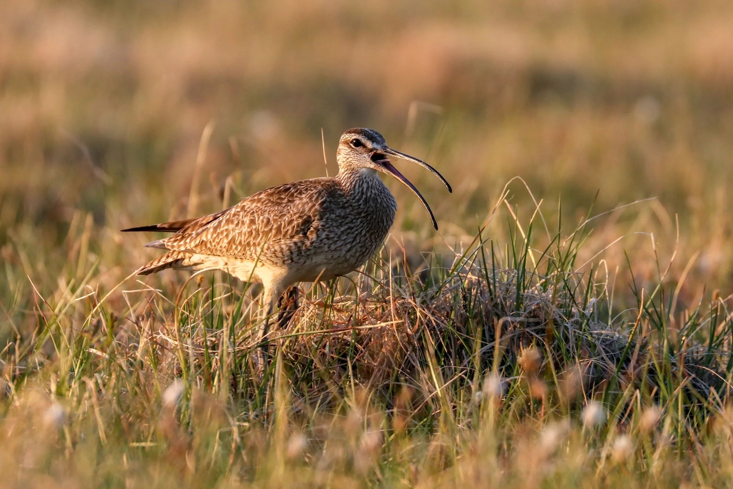 Daniel Ackerman Audubon - Download Creative Sunset Background | 4K