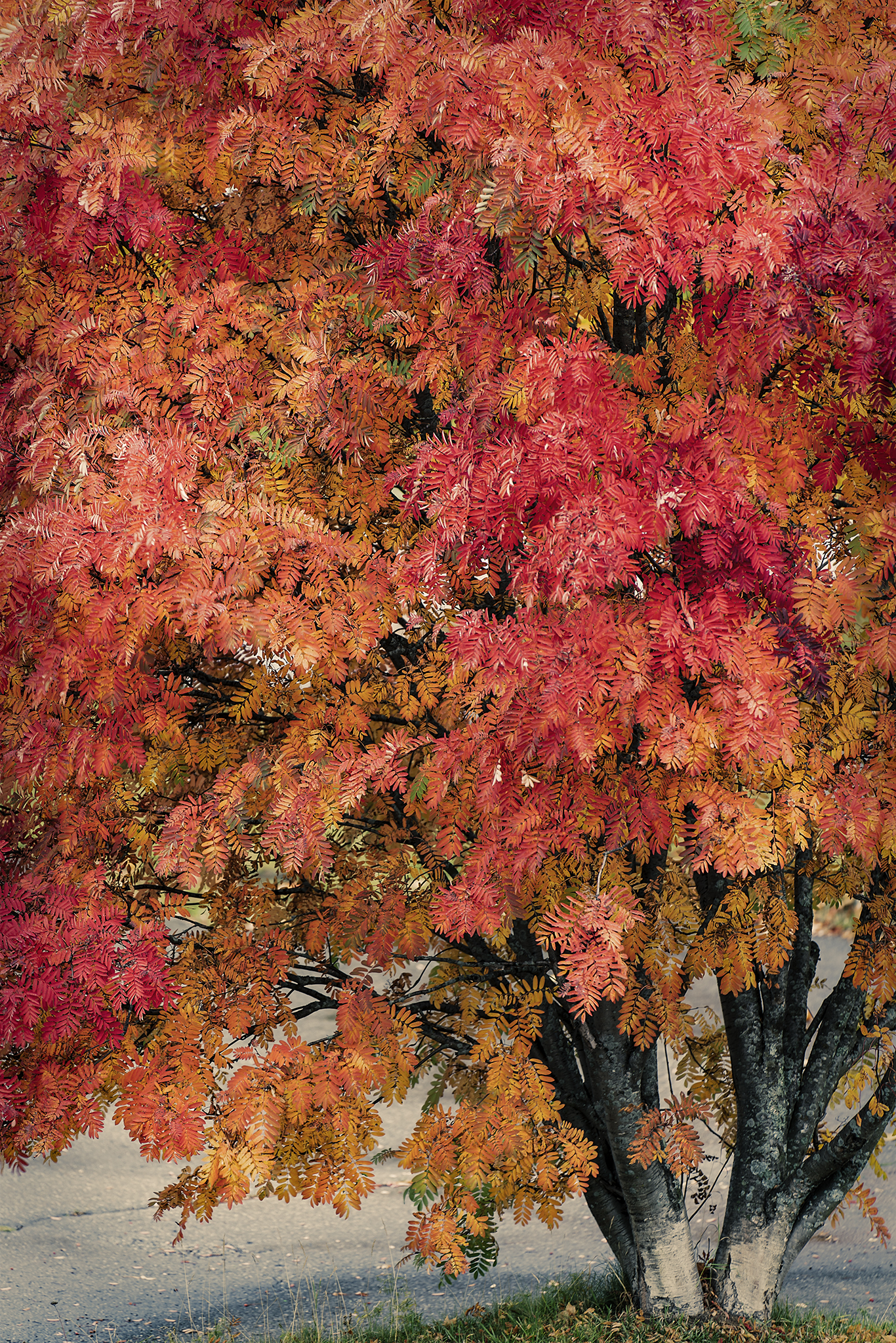 73 Vilken rymd i rönnen, kanske Norrbottens vackraste - av Margareta