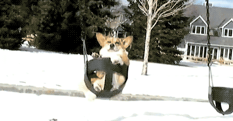 This Corgi only responds to her owner when he speaks in a ...