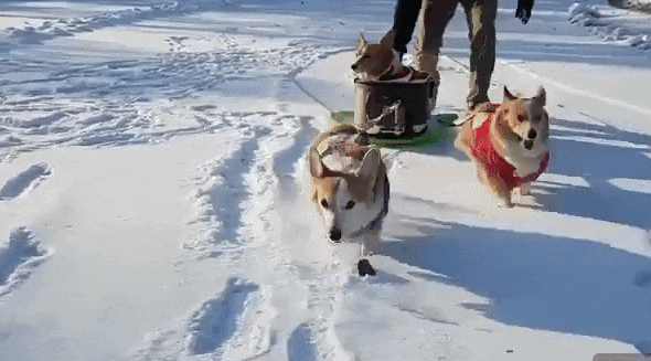 Just some having a doggie snow party / Boing Boing
