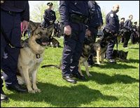 Police K 9 Weasyl - Minimal Designs - Creative Full HD Collection