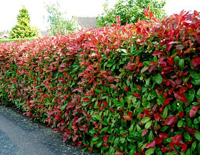 Plantes de PHOTINIA x FRASERI Red Robin - Photinia red ...