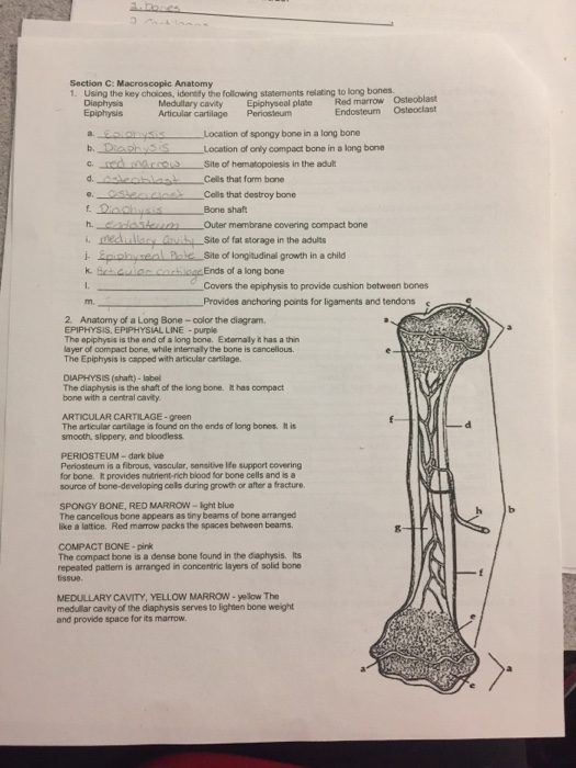 The small intestine is 20 feet long and the large intestine is 5 feet long. Solved Section C Macroscopic Anatomy 1 Using The Key Chegg Com