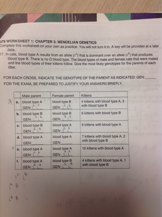 Practice problems in mendelian genetics answers. Solved 375 Worksheet 1 Chapter 3 Mendelian Genetics Chegg Com