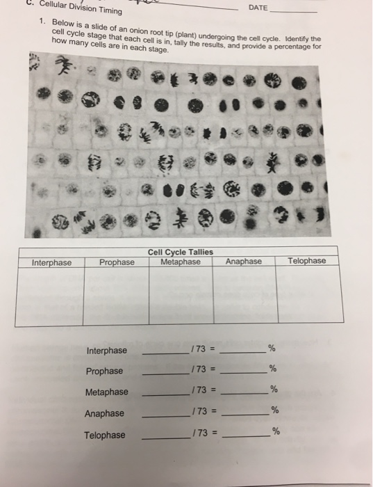 We did not find results for: C Cellular Division Timing 1 Below Is A Slide Of An Chegg Com
