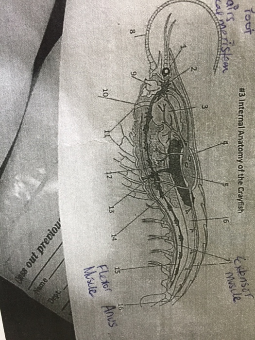 Summers · 1) crayfish nervous system internal anatomy from the side ventral nerve cord outlined in red · 2) brain and ganganglia · 3) ganglia roots 3a) first root Solved Internal Anatomy Of The Crayfish Chegg Com