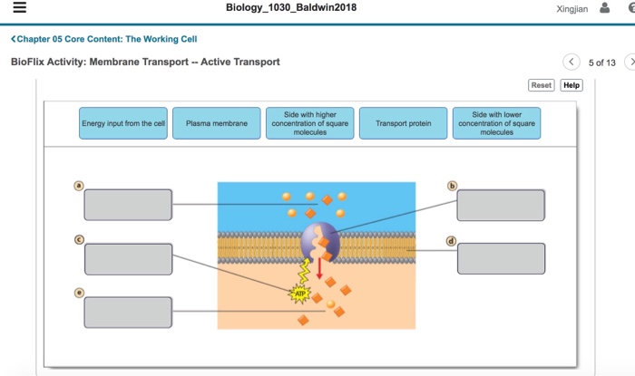 Bioflix Activity Membrane Transport Voary Brainly Olivia Auguste Gratuits En Ligne Livres Numriques